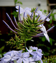 Plumbago auriculata, showing the abundant trichomes present on the calyces. Colpfl22edited.jpg