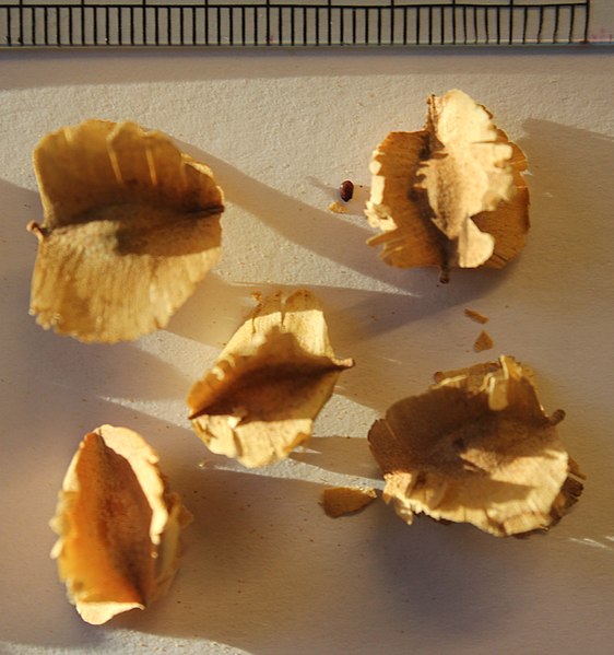 File:Combretum imberbe seeds, by Omar Hoftun.jpg