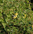 A. t. multicolor: female in Narsapur