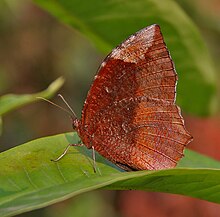 revers de Elymnias hypermnestra undularis femelle, dans le district de Darjeeling
