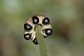 Conocephalum conicum, weibliche Gametangien mit Sporogonen, von unten betrachtet