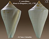 Shell in two views of a Conasprelloides cone sea snail Conus cancellatus 1.jpg