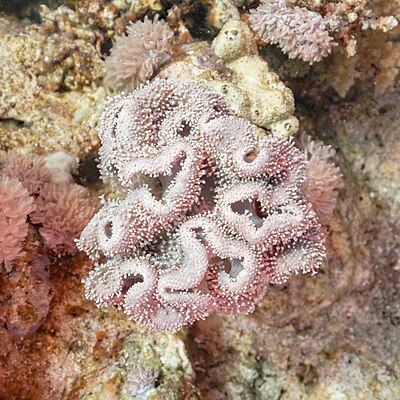 Rough leather coral (Sarcophyton glaucum), Ras Katy, Sharm el-Sheij, Egypt