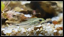 Corydoras pygmaeus carnat joel.jpg