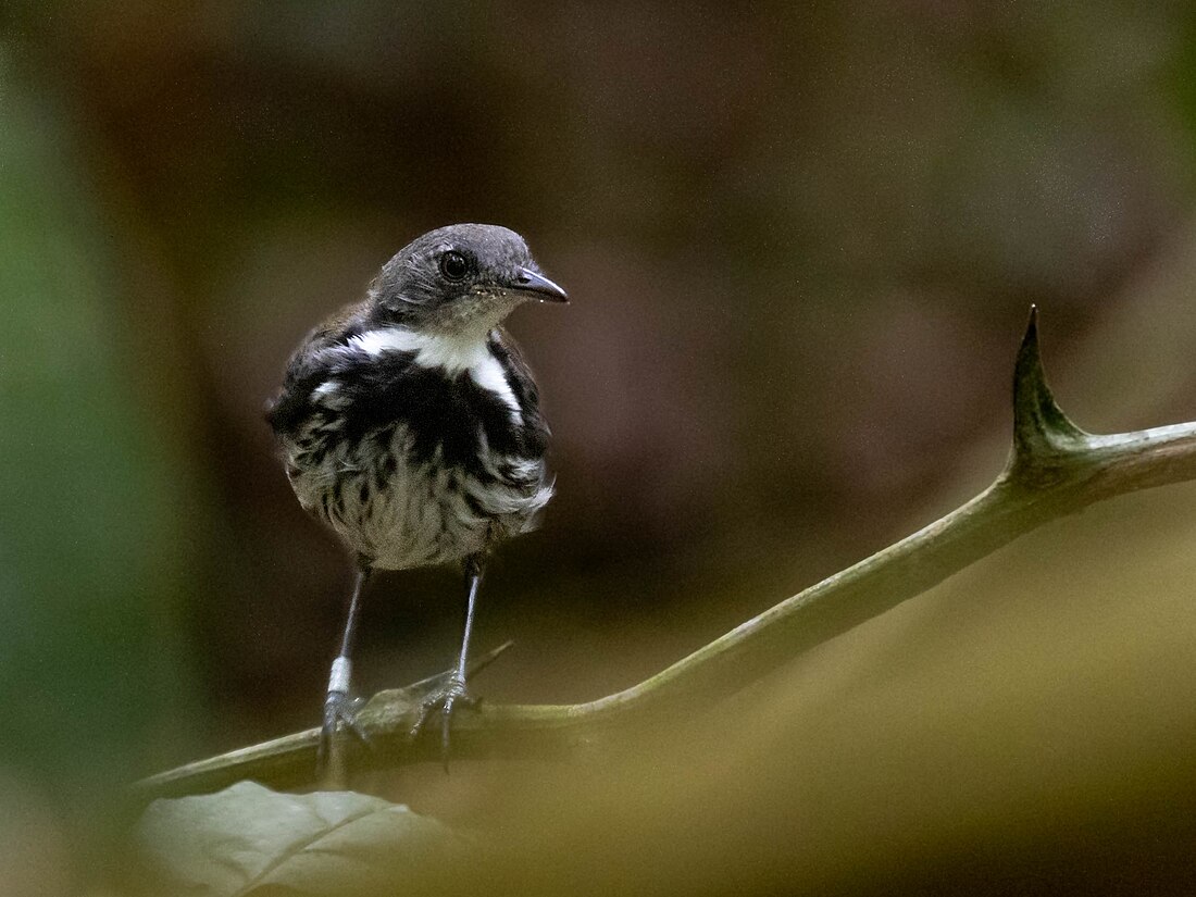 Corythopis torquatus