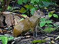 Agouti, Réserve biologique de Tirimbina