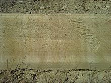 A recent (2006) trench-sawn, 6 foot thick exposure of Cottonwood Limestone, K-18 highway in west Manhattan, Kansas, showing the yellowish-gray or buff of fresh fractures. Just visible is the subtle variations in color, texture, and siliceous nodules between the upper and lower ledges Cottonwood Limestone, cut face.jpg