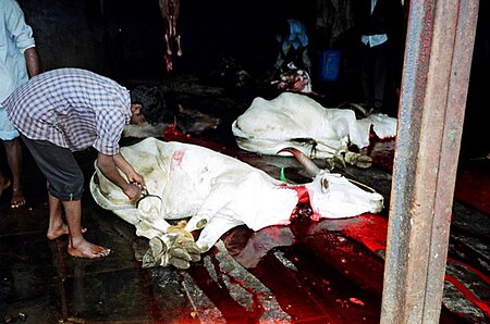 Tập_tin:Cow_slaughter.jpg
