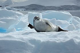 Uma foca-caranguejeira descansando em um bloco de gelo.