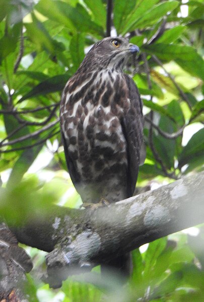 File:Crested goshawk 8.jpg