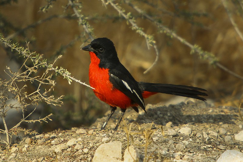 File:Crimson-breasted Gonolek - Etosha - Namibia 0009 (19829322438).jpg