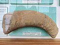 en:Crioceratites rasgradi (Toula), Lower en:Barremian, en:Brestak, (Coll. St. Breskovski) at the Sofia University "St. Kliment Ohridski" Museum of Paleontology and Historical Geology