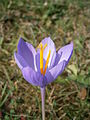 Crocus nudiflore (2 octobre 2013)