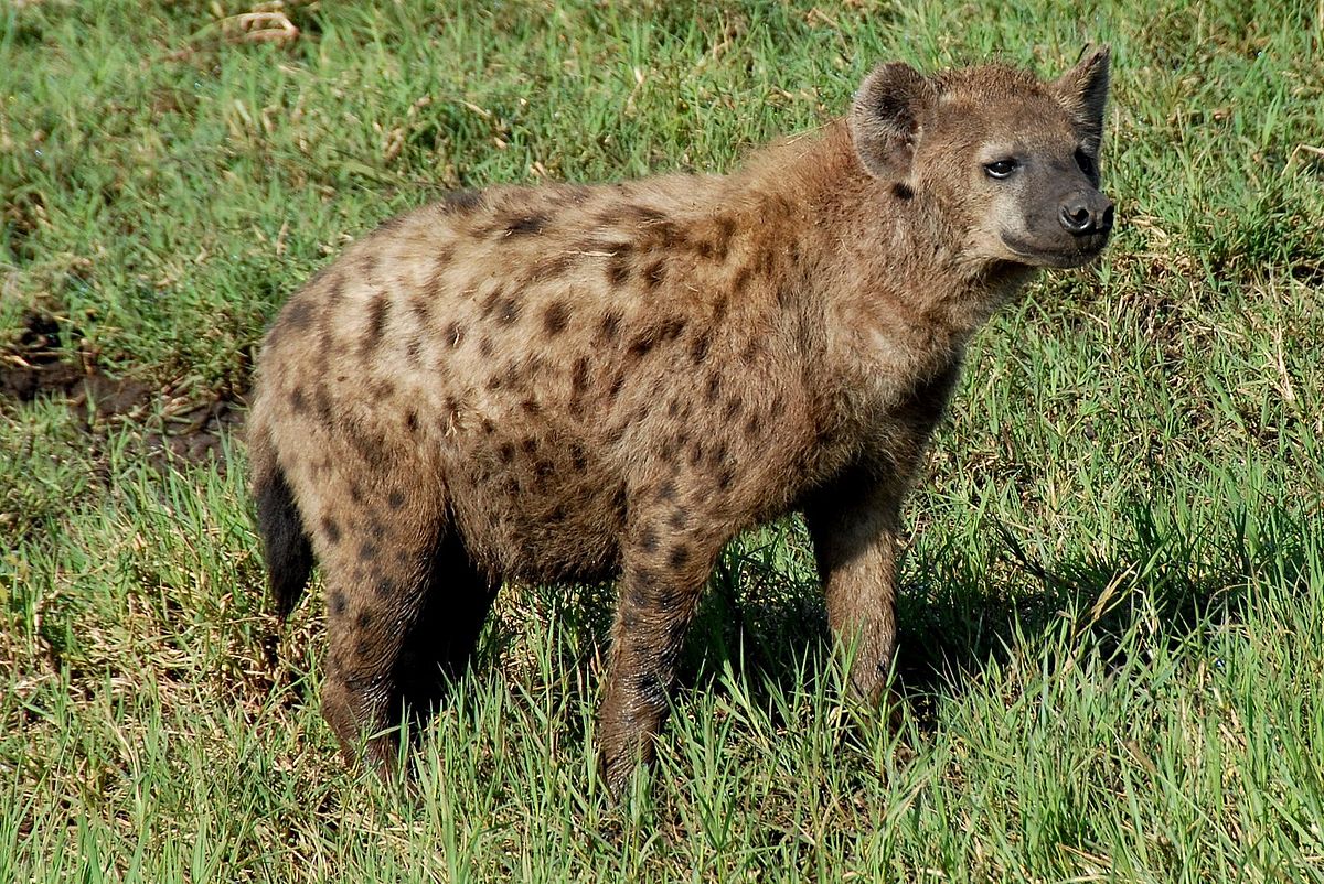 10+ Hewan hyena adalah release