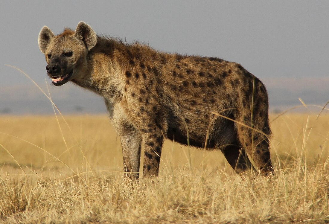 Hyena skvrnitá