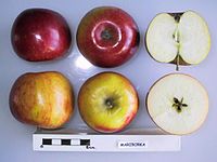 Cross section of Mariborka, National Fruit Collection (acc. 1972-129).jpg