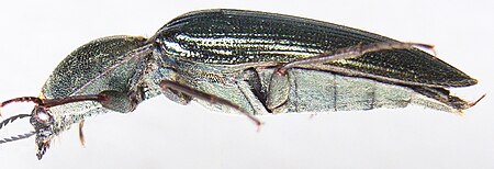 Tập_tin:Ctenicera_pectinicornis_side.JPG