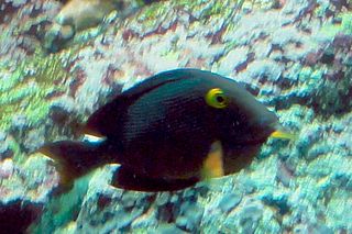 <i>Ctenochaetus marginatus</i> Species of fish
