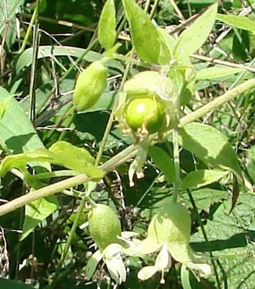 Silene baccifera