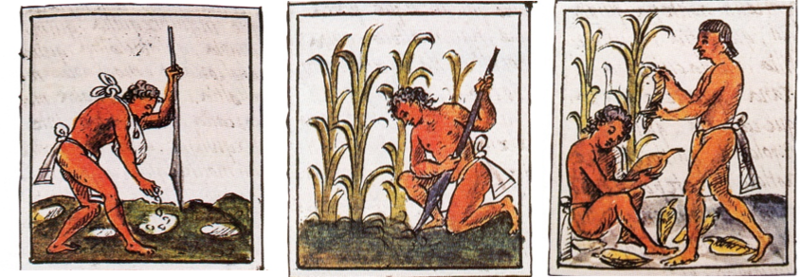 Agricultura en Mesoamérica - Wikipedia, la enciclopedia libre