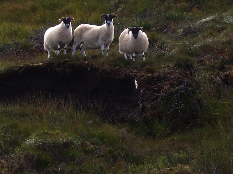 File:Curious - panoramio.jpg