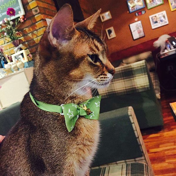 File:Cute Cat Wearing A Tie.jpg