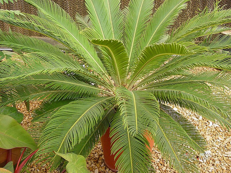 File:Cycas-alamkaarapana-palm-002.jpg