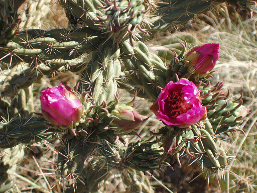 Cylindropuntia imbricata994023271