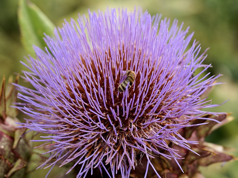 File:Cynara cardunculus (Kalmthout) 1.jpg