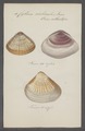 Cytherea corbicula - - Print - Iconographia Zoologica - Special Collections University of Amsterdam - UBAINV0274 078 01 0009.tif