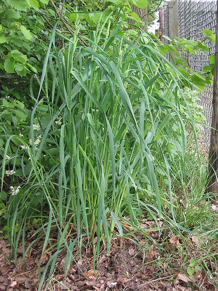 File:Dactylis glomerata Kropaar doorschietend.jpg