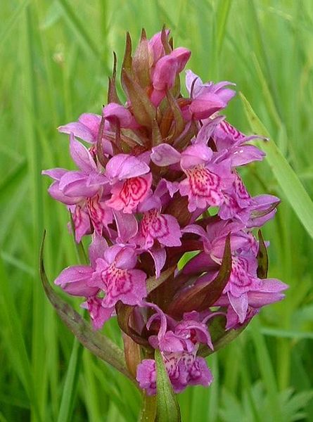 File:Dactylorhiza majalis3.jpg