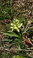 Dactylorhiza sambucina Germany - Brend