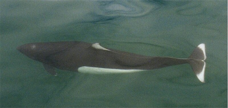 File:Dall's Porpoise.jpg