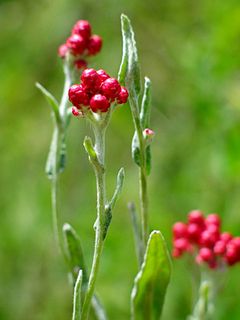 <i>Helichrysum sanguineum</i>