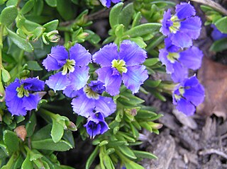 <i>Dampiera diversifolia</i> Species of flowering plant