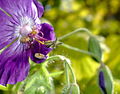 Dark Purple Flower (3498093668).jpg
