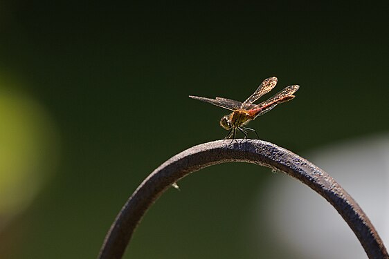 Dragonfly Darter, North Germany