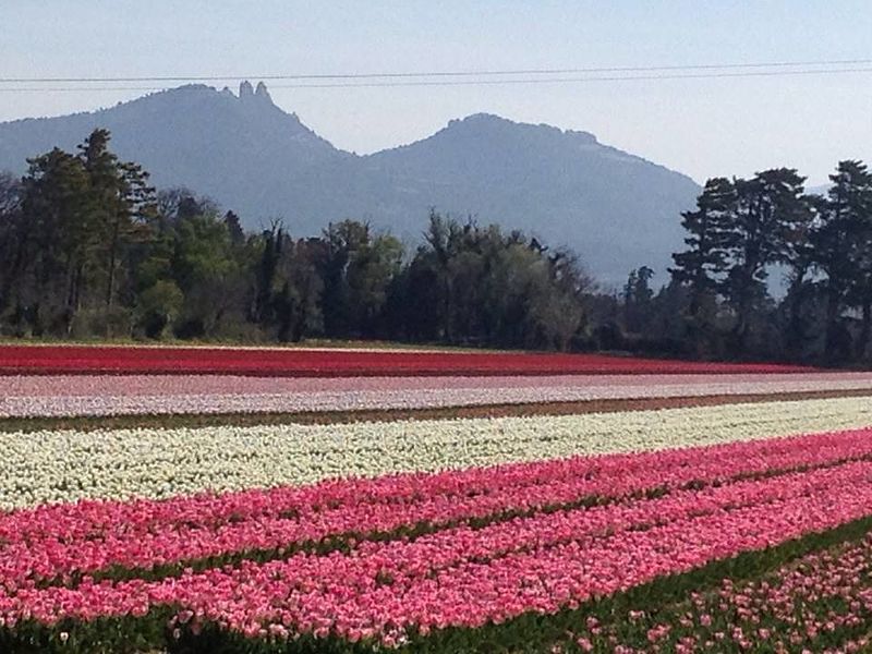 File:Dentelles et tulipes.jpg