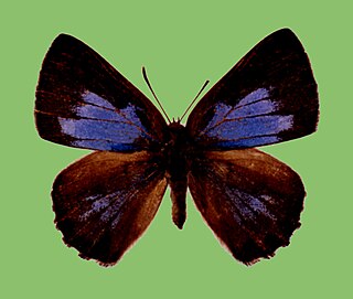 <i>Deramas nelvis</i> Species of butterfly
