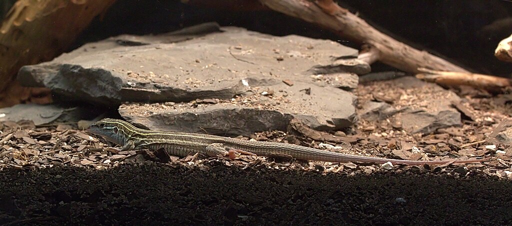  DesertGrasslandWhiptail 