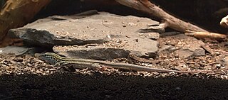 Desert grassland whiptail lizard Species of lizard