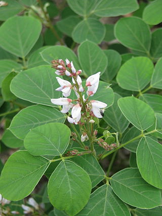 <i>Ototropis elegans</i> Species of legume