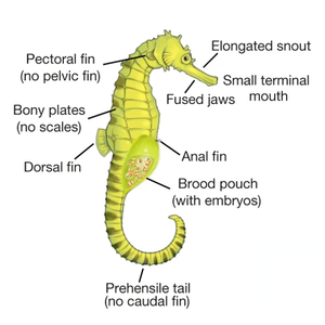 Seahorse