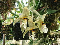 Stanhopea nicaraguensis