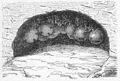 Die Gartenlaube (1883) b 176 2.jpg Fig. 2 Honigameisen