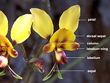 Labelled image of Diuris carinata Diuris (labelled).jpg