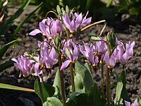 Dodecatheon meadia Syn. Primula meadia Type species