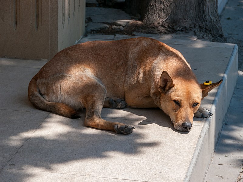 File:Dog, Baku (P1090239).jpg