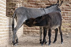 شیر خوردن کره الاغ از پستان مادر